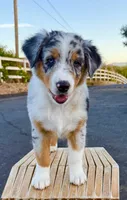 Strut AKC REGISTRY AVAILABLE, a male Australian Shepherd for sale in Buellton, CA – 5 of 7