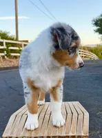 Strut AKC REGISTRY AVAILABLE, a male Australian Shepherd for sale in Buellton, CA – 3 of 7