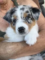 Strut, a male Australian Shepherd for sale in Buellton, CA – 4 of 4