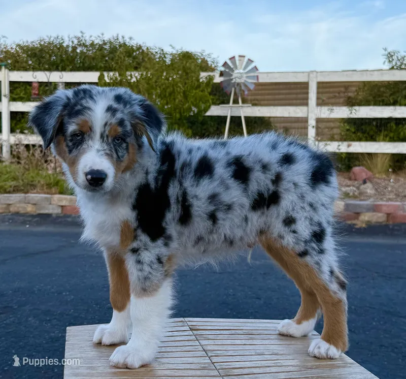 Strut – Australian Shepherd puppy for sale in Buellton, CA