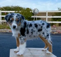 Strut AKC REGISTRY AVAILABLE, a male Australian Shepherd for sale in Buellton, CA – 4 of 7