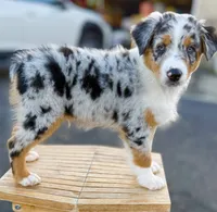 Strut AKC REGISTRY AVAILABLE, a male Australian Shepherd for sale in Buellton, CA – 7 of 7
