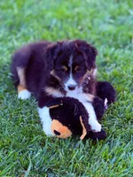Atlas, a male Australian Shepherd for sale in Buellton, CA – 4 of 4