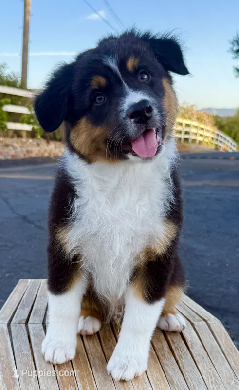Atlas – Australian Shepherd puppy for sale in Buellton, CA