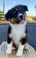 ATLAS AKC REGISTRY AVAILABLE , a male Australian Shepherd for sale in Buellton, CA – 1 of 8