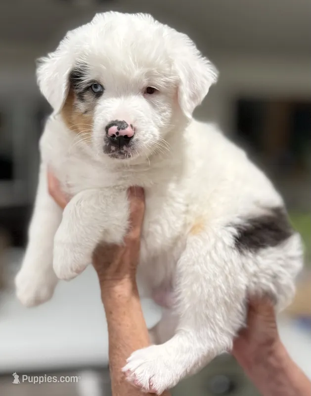 Pirate – Australian Shepherd puppy for sale in Buellton, CA
