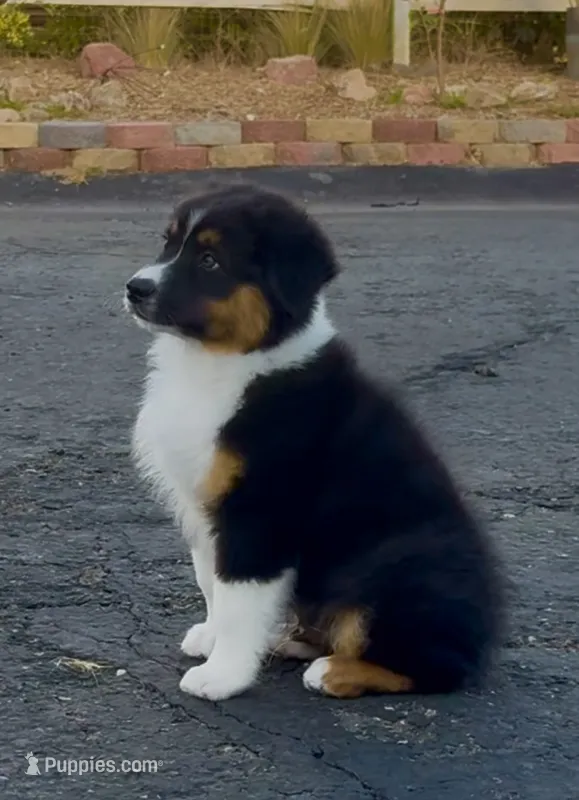 Atlas – Australian Shepherd puppy for sale in Buellton, CA