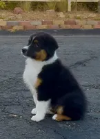 ATLAS AKC REGISTRY AVAILABLE , a male Australian Shepherd for sale in Buellton, CA – 3 of 8