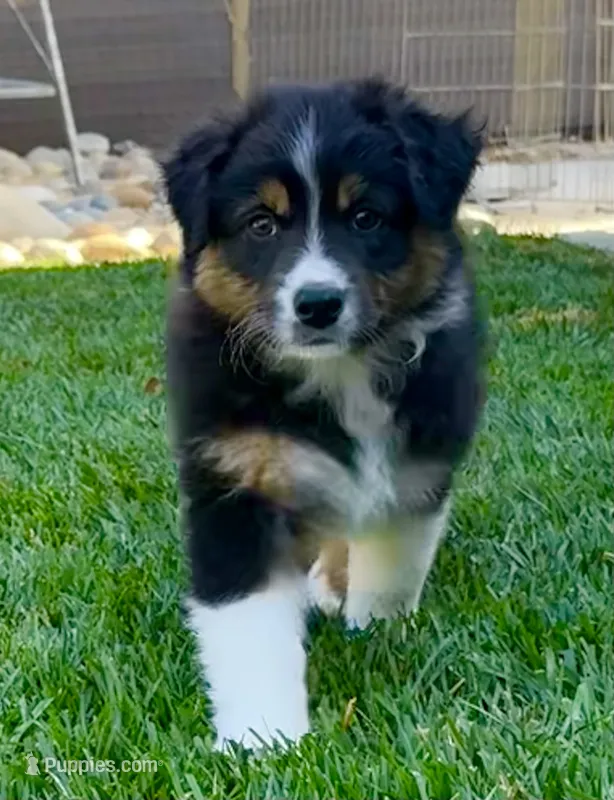 Atlas – Australian Shepherd puppy for sale in Buellton, CA