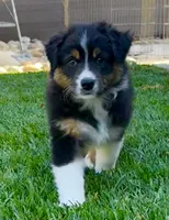 Atlas, a male Australian Shepherd for sale in Buellton, CA – 1 of 4