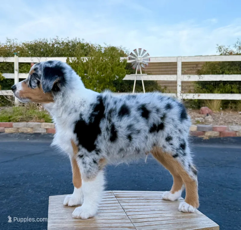 Strut – Australian Shepherd puppy for sale in Buellton, CA