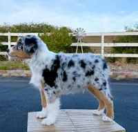 Strut AKC REGISTRY AVAILABLE, a male Australian Shepherd for sale in Buellton, CA – 1 of 7