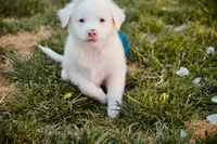 Lashes, a female Australian Shepherd for sale in Buellton, CA – 2 of 3