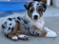 Strut, a male Australian Shepherd for sale in Buellton, CA – 3 of 4