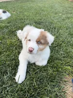 Patch, a female Australian Shepherd for sale in Buellton, CA – 2 of 2