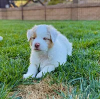Dootadoo, a male Australian Shepherd for sale in Buellton, CA – 3 of 4
