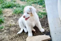 Dootadoo, a male Australian Shepherd for sale in Buellton, CA – 4 of 4