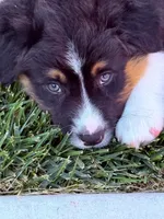 Atlas, a male Australian Shepherd for sale in Buellton, CA – 3 of 4