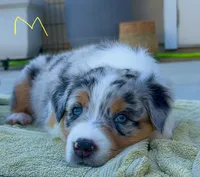 Strut, a male Australian Shepherd for sale in Buellton, CA – 1 of 4