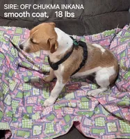 Taz's Girl 2, a female Jack Russell Terrier for sale in Noble, OK – Photo 3 of 5