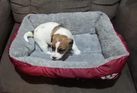 Taz's Girl 2, a female Jack Russell Terrier for sale in Noble, OK – Photo 2 of 5