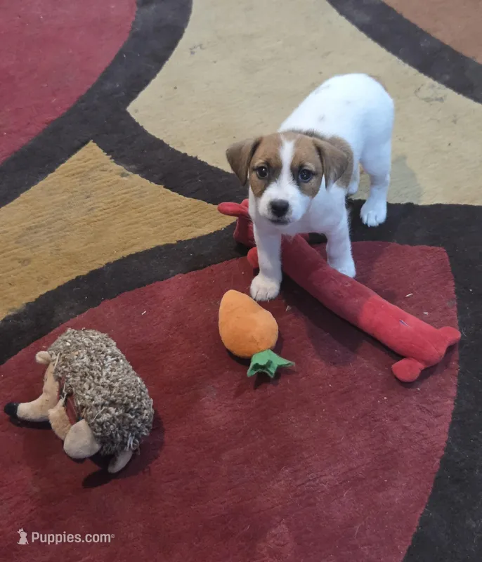 Taz's Girl 2 – Jack Russell Terrier puppy for sale in Noble, OK