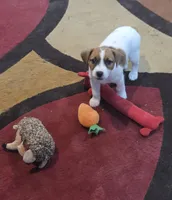 Taz's Girl 2, a female Jack Russell Terrier for sale in Noble, OK – 2 of 6