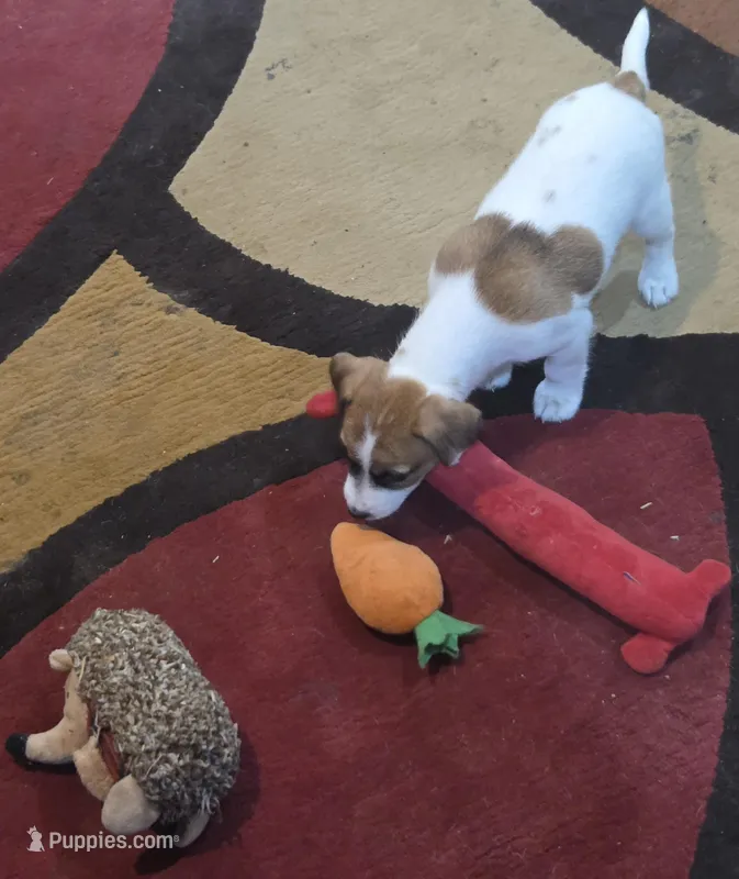 Taz's Girl 2 – Jack Russell Terrier puppy for sale in Noble, OK