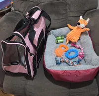 Taz's Girl 2, a female Jack Russell Terrier for sale in Noble, OK – Photo 5 of 5