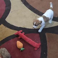Taz's Girl 2, a female Jack Russell Terrier for sale in Noble, OK – 3 of 6