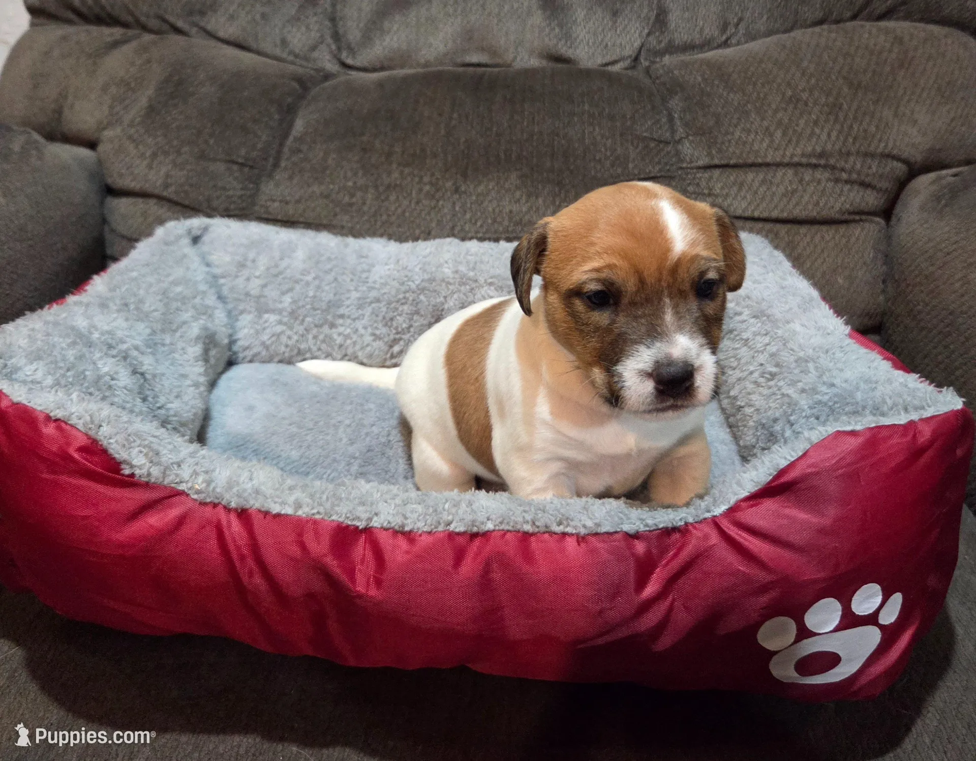 Taz's Girl 1 – Jack Russell Terrier puppy for sale in Noble, OK