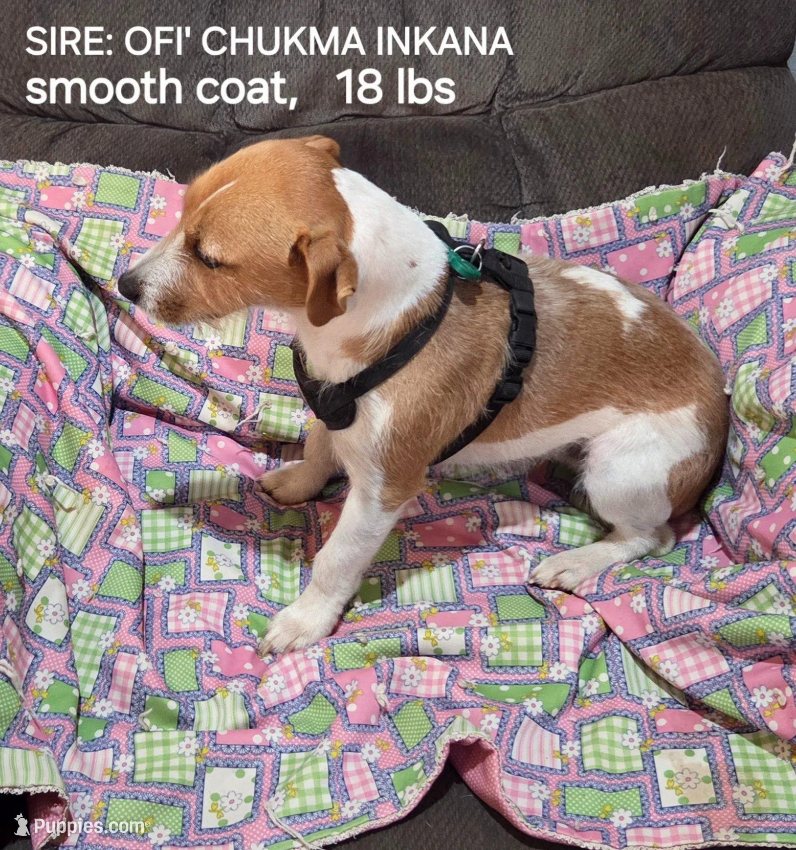 Taz's Girl 1, a female Jack Russell Terrier for sale in Noble, OK – Photo 4 of 6