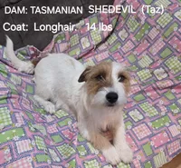 Taz's Girl 1, a female Jack Russell Terrier for sale in Noble, OK – Photo 5 of 6