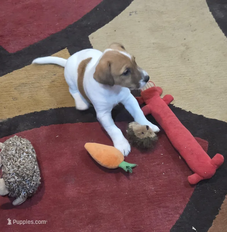 Taz's Girl 1 – Jack Russell Terrier puppy for sale in Noble, OK