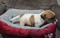 Taz's Girl 1, a female Jack Russell Terrier for sale in Noble, OK – Photo 3 of 6