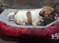 Taz's Girl 1, a female Jack Russell Terrier for sale in Noble, OK – Photo 2 of 6