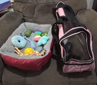 Taz's Girl 1, a female Jack Russell Terrier for sale in Noble, OK – Photo 6 of 6