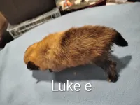 Luke, a male Pomeranian for sale in Springfield, OH – Photo 2 of 2