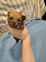 Luke, a male Pomeranian for sale in Springfield, OH – Photo 1 of 2
