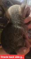 GRACIE, a female Chihuahua for sale in Plain City, OH – 2 of 2