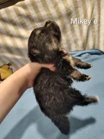 Mike , a male Pomeranian for sale in Springfield, OH – Photo 3 of 3