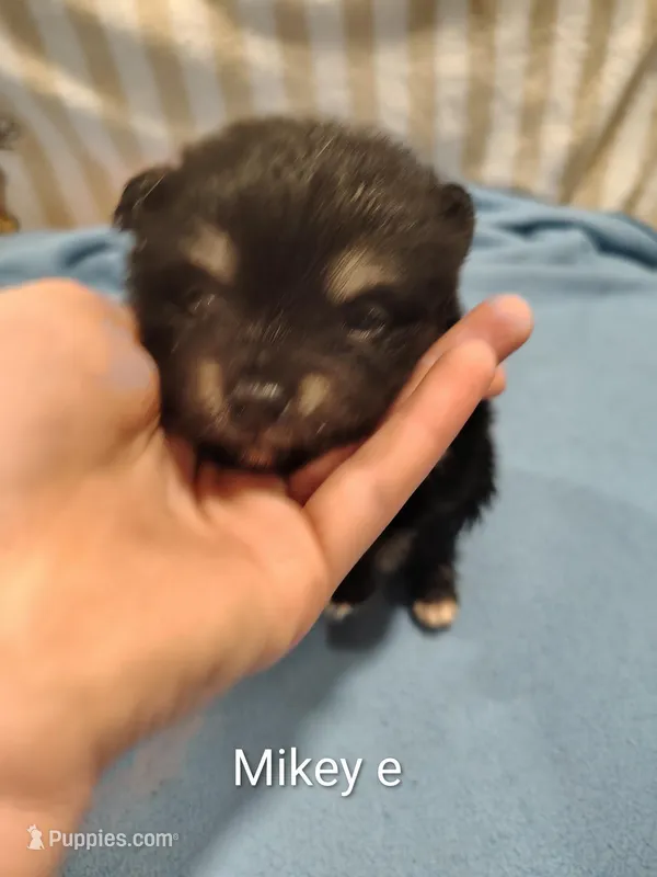 Mike  – Pomeranian puppy for sale in Springfield, OH