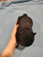 Mike , a male Pomeranian for sale in Springfield, OH – Photo 2 of 3