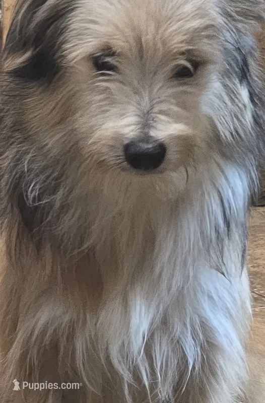 Benji – Pomapoo puppy for sale in Plain City, OH