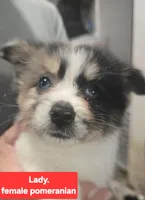 Lady, a female Pomeranian for sale in Springfield, OH – Photo 4 of 4