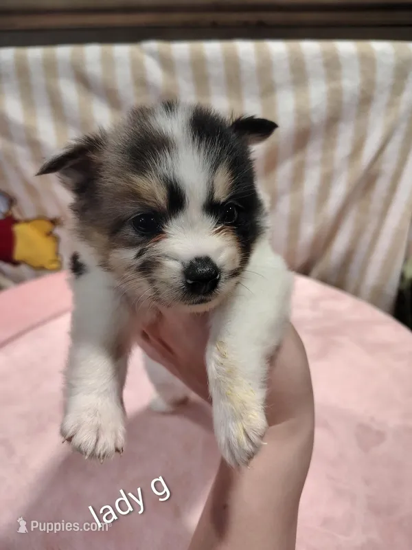 Lady – Pomeranian puppy for sale in Springfield, OH