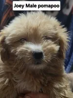 JOEY, a male Pomapoo for sale in Plain City, OH – 1 of 2