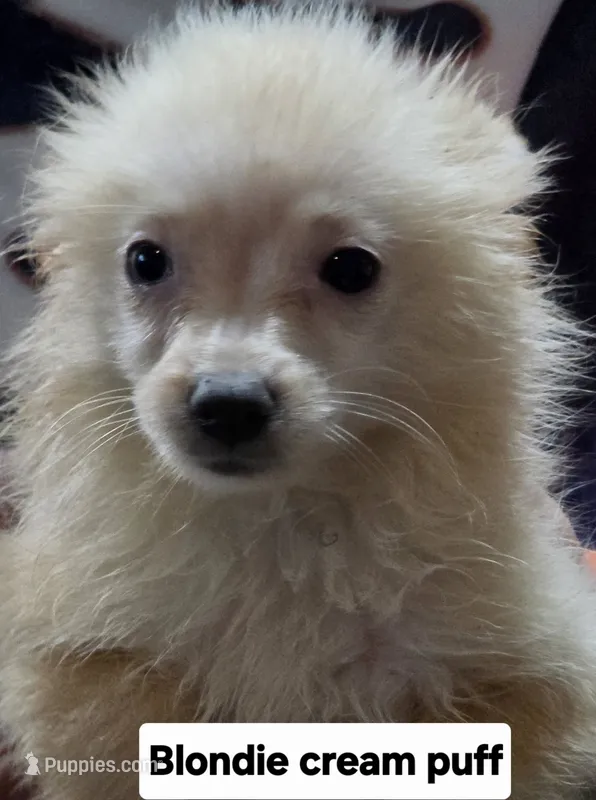 Blondie Cream Puff – Pomeranian puppy for sale in Plain City, OH