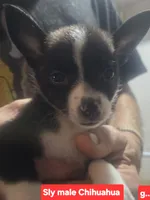 SLY, a male Chihuahua for sale in Plain City, OH – 3 of 3