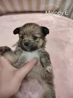 Melody, a female Pomeranian for sale in Springfield, OH – Photo 2 of 2